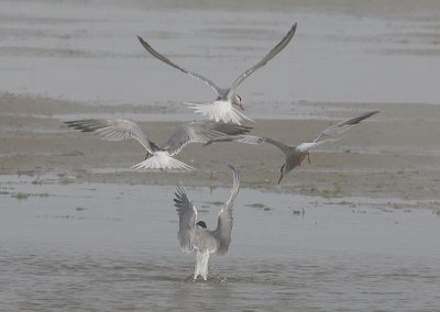 Common Tern