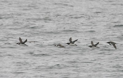 Common Murre