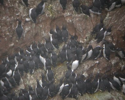 Common Murre