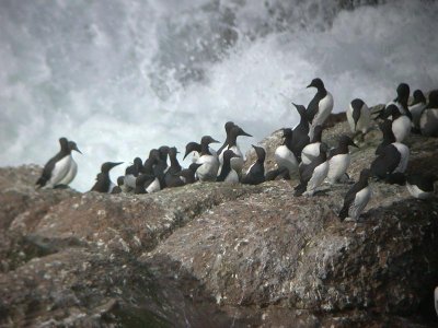 Common Murre