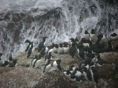 Common Murre