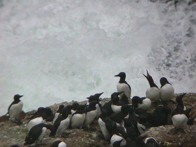 Common Murre