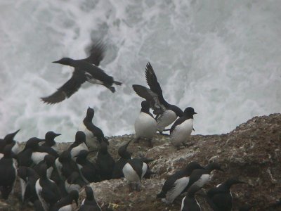 Common Murre