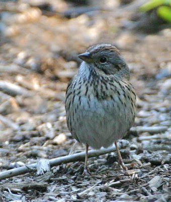Lincoln's Sparrow