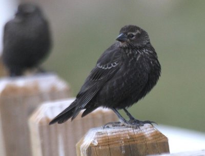 Tricolored Blackbird