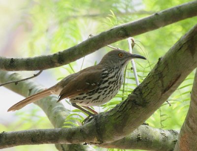 Long-billed Thrasher