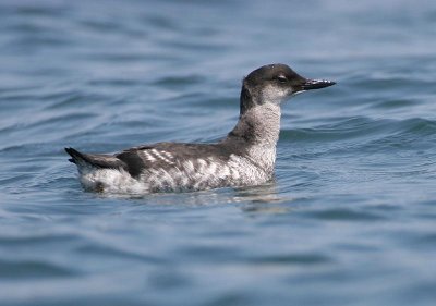 Pigeon Guillemot