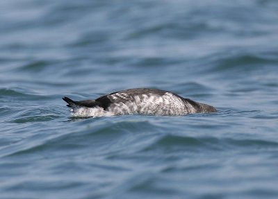 Pigeon Guillemot