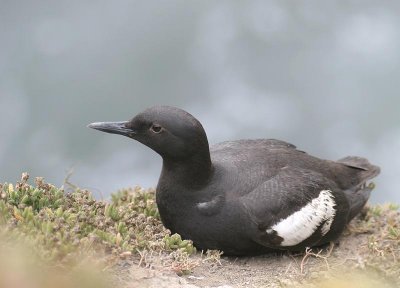 Pigeon Guillemot