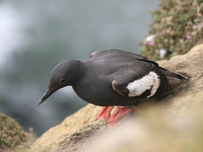 Pigeon Guillemot