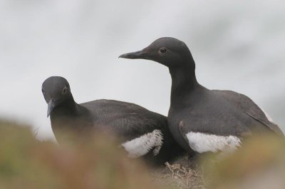 Pigeon Guillemot