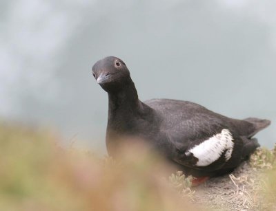 Pigeon Guillemot