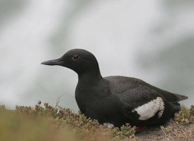 Pigeon Guillemot