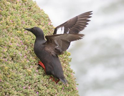 Pigeon Guillemot