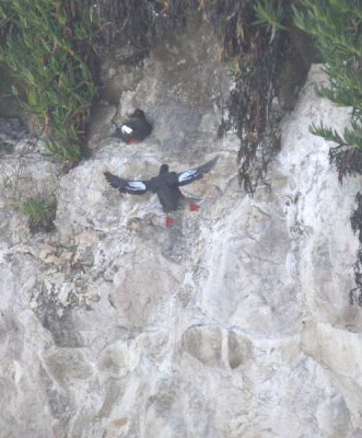 Pigeon Guillemot