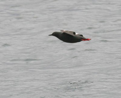 Pigeon Guillemot