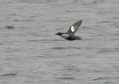 Pigeon Guillemot