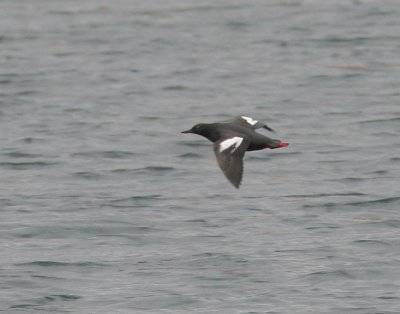 Pigeon Guillemot