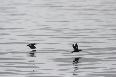 Pigeon Guillemot