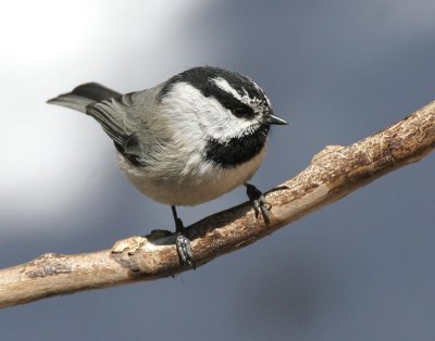 Mountain Chickadee