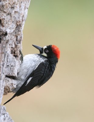 Acorn Woodpecker