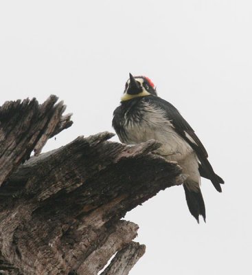 Acorn Woodpecker