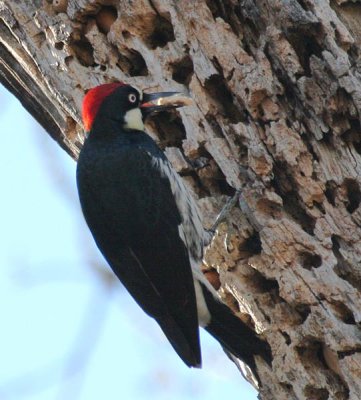 Acorn Woodpecker