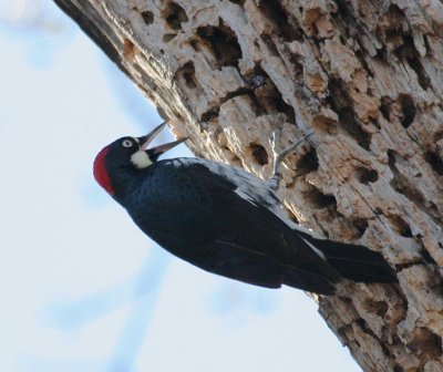 Acorn Woodpecker