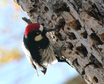 Acorn Woodpecker