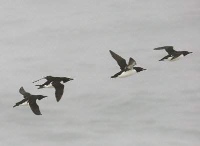 Thick-billed Murre