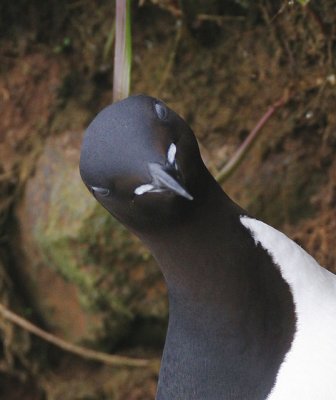 Thick-billed Murre