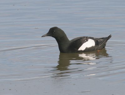 Black Guillemot (Arctic)