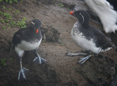 Parakeet Auklet