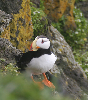 Horned Puffin