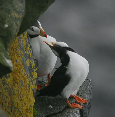 Horned Puffin