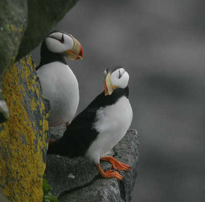 Horned Puffin