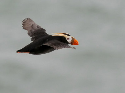 Tufted Puffin