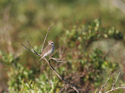 Gray-cheeked Thrush