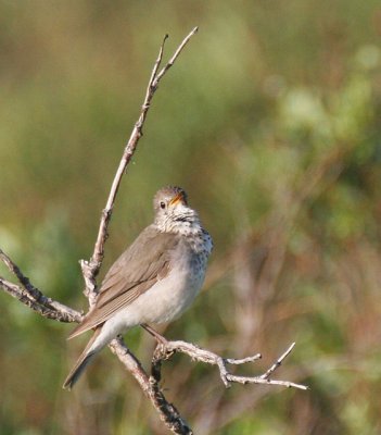 Gray-cheeked Thrush