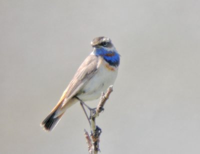 Bluethroat