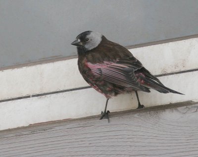 Gray-crowned Rosy-Finch (Pribilof Is.)