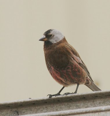 Gray-crowned Rosy-Finch (Pribilof Is.)