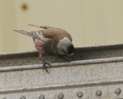 Gray-crowned Rosy-Finch (Pribilof Is.)