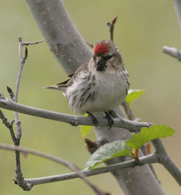 Common Redpoll