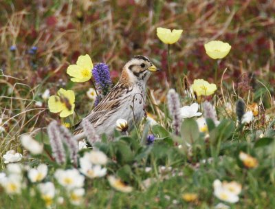 Lapland Longspur