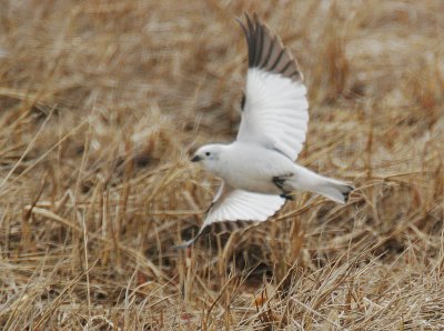 Snow Bunting