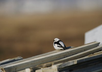 Snow Bunting