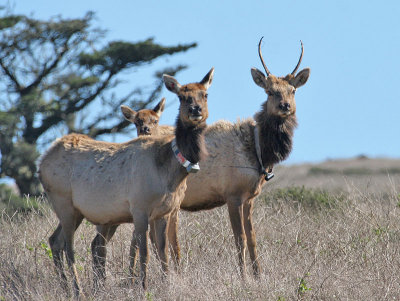 Tule Elk