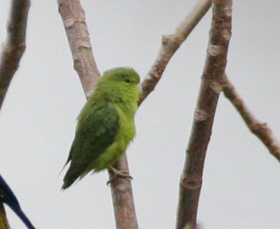 Mexican Parrotlet