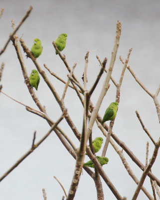 Mexican Parrotlet